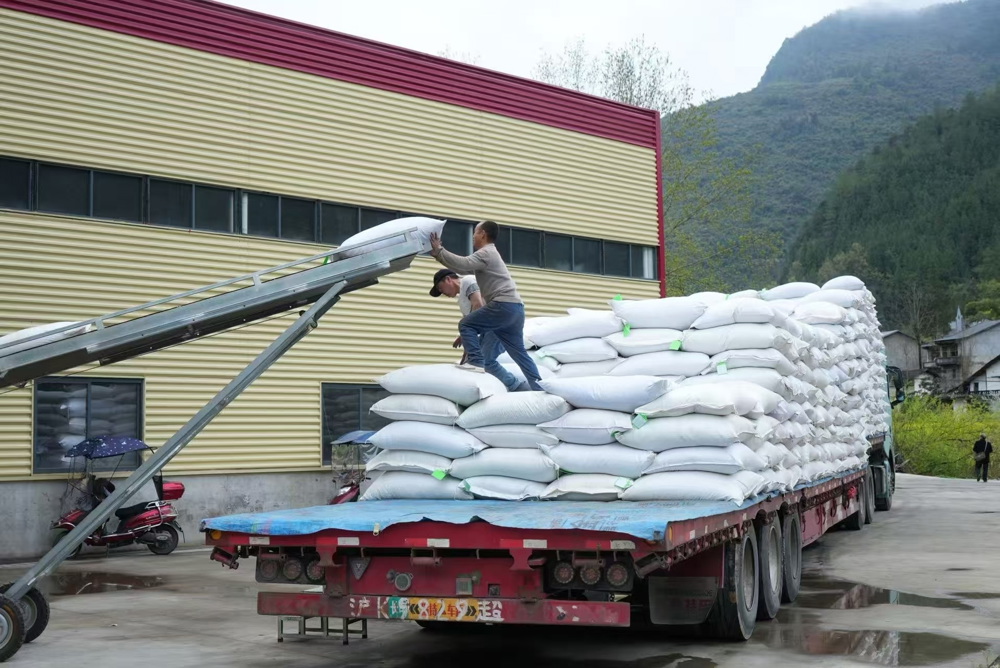 万源富硒茶装车，即将启程运往乌兹别克斯坦 四川巴山青农业科技有限公司供图
