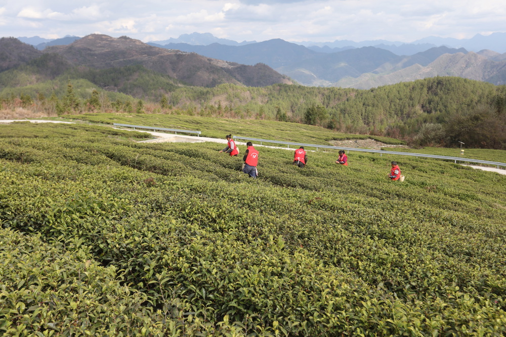 山野采摘春茶 马发海摄