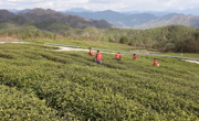 秦巴山间一叶春 万源富硒茶撬动乡村振兴新图景
