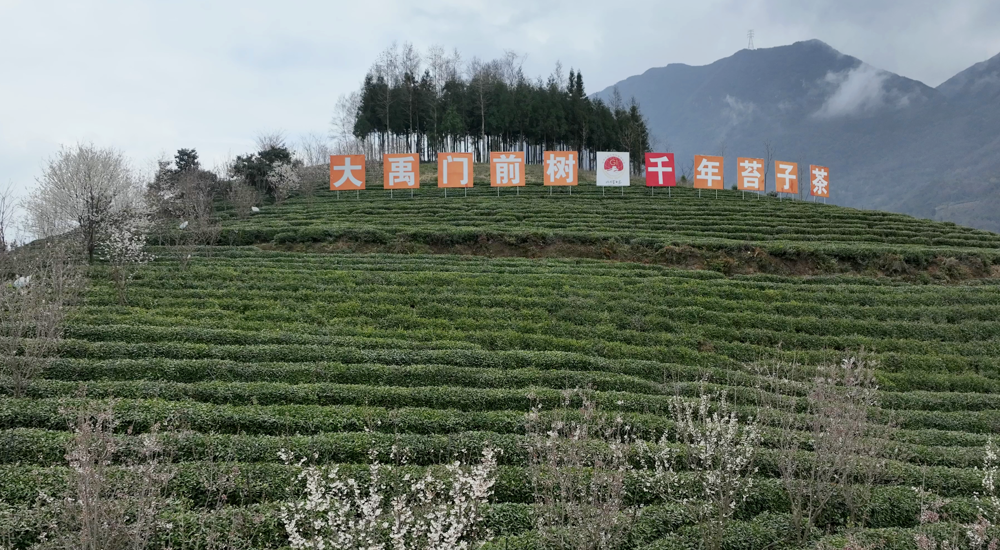 北川山间茶园绿意盎然