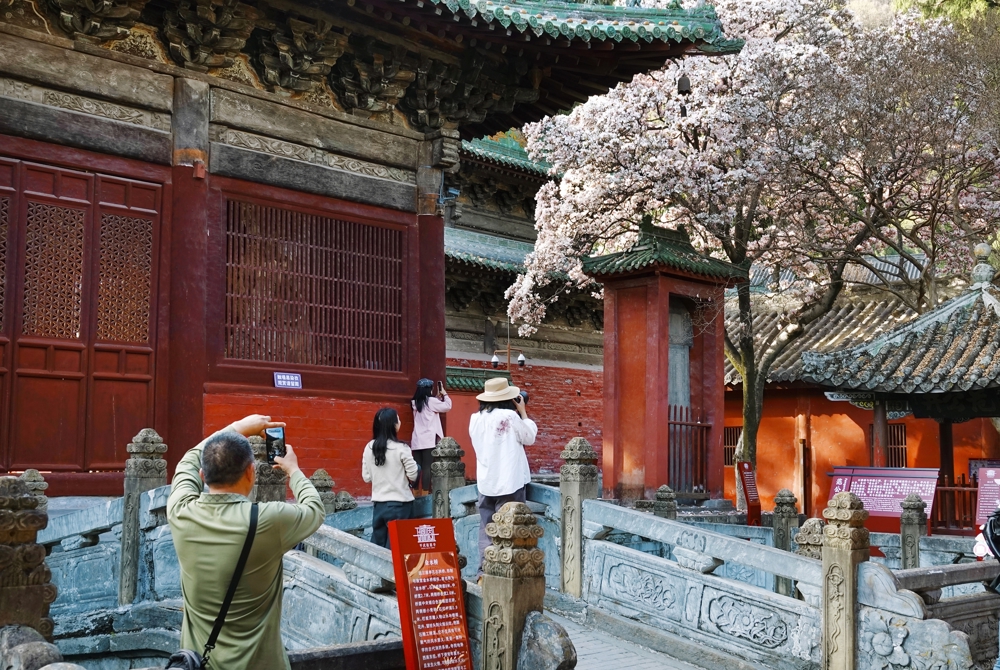 游客在报恩寺赏玉兰花