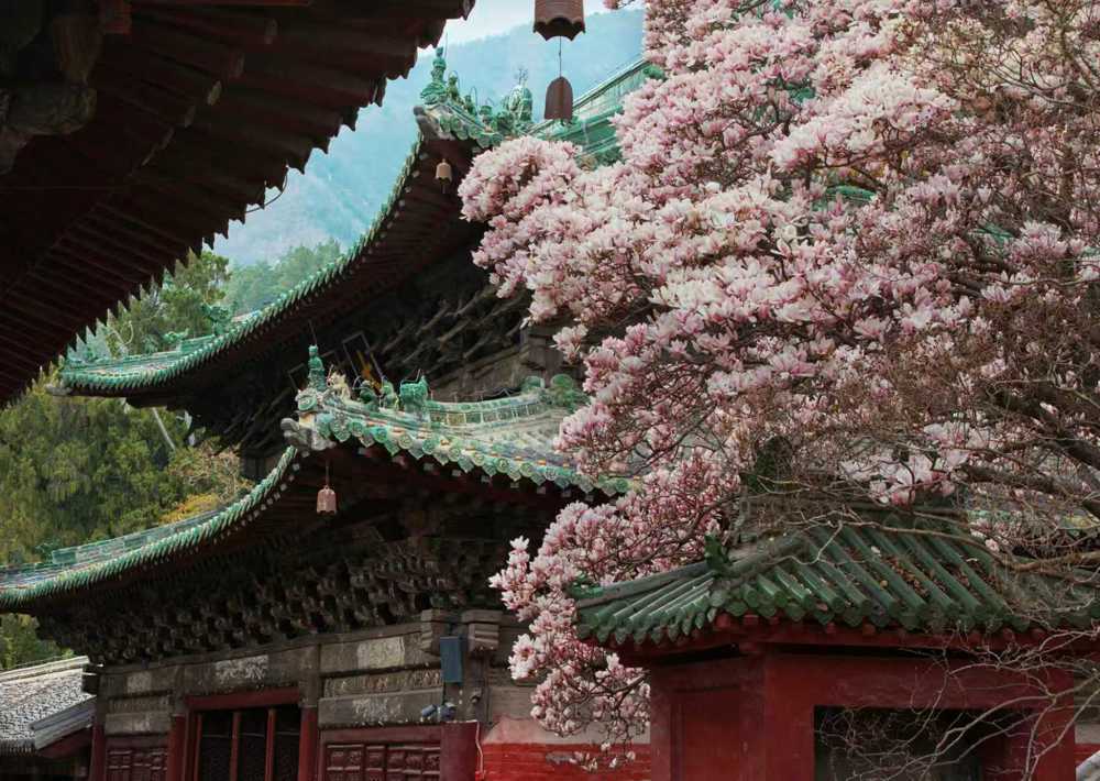 报恩寺百岁玉兰花盛开