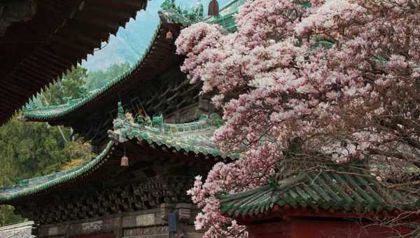 绵阳平武：“赏花+”撬动美丽经济 春日美景激活文旅消费新动能