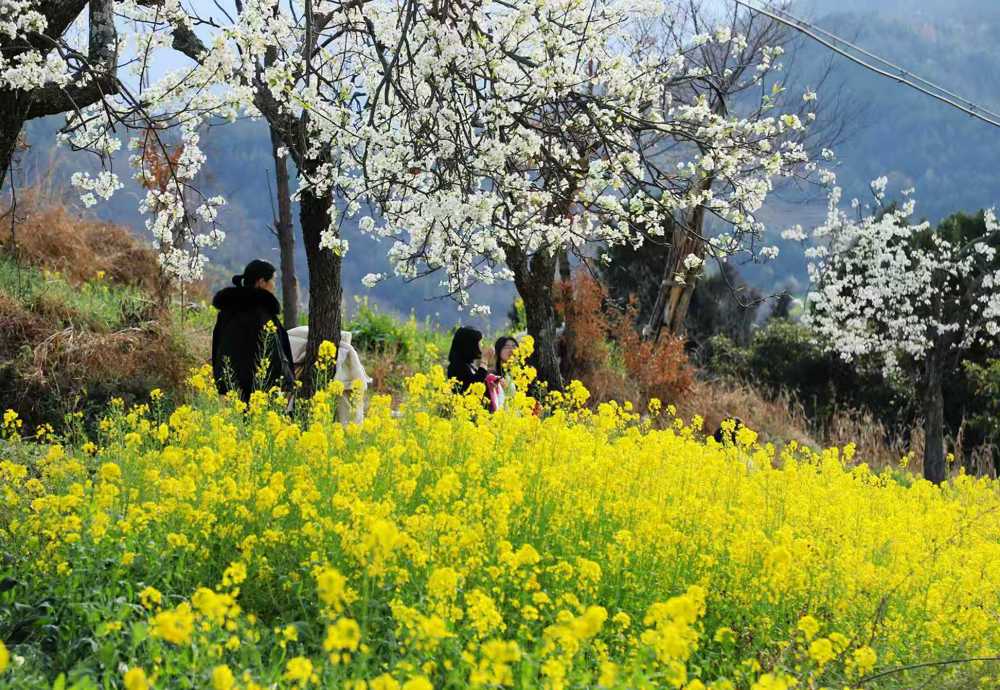 游客在正南山赏花游玩