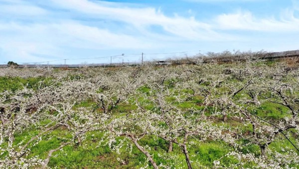 成都金堂高板街道：8000亩李花绘就春日盛景