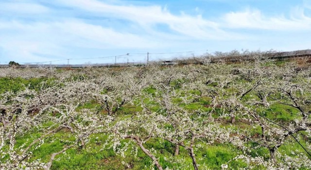 成都金堂高板街道：8000亩李花绘就春日盛景