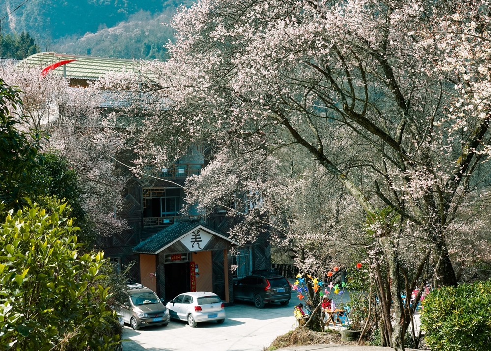 益泉梅林中的农家乐