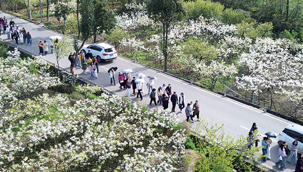 德阳绵竹：繁花竞放催热“赏花经济”