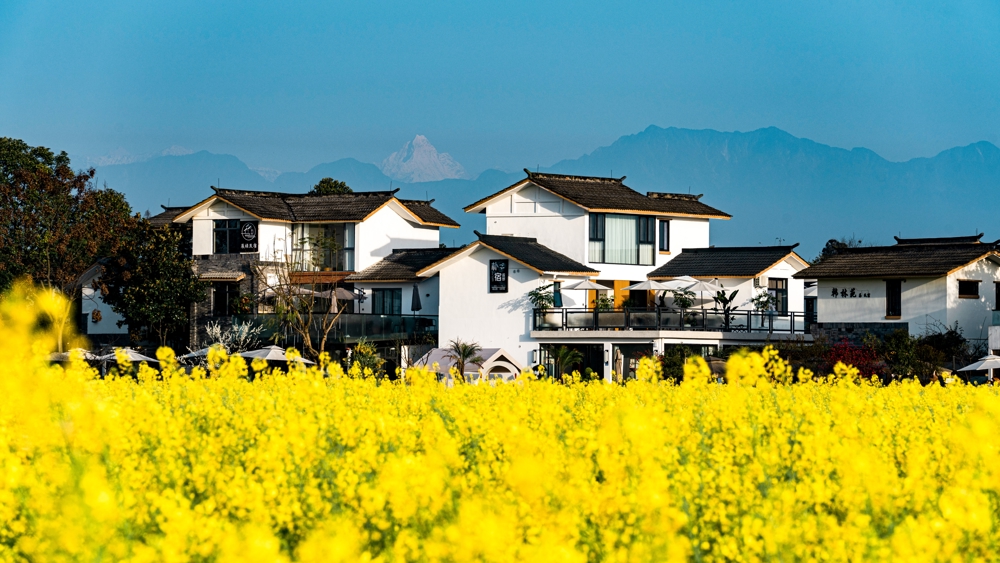 油菜花盛开时的五星村（白头镇政府供图）