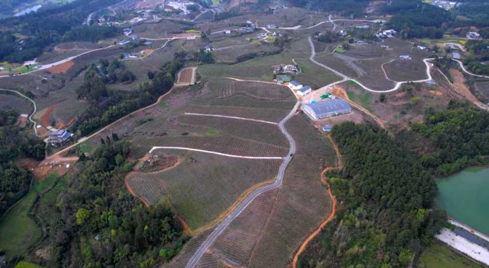 永昌镇福田蓝莓产业基地