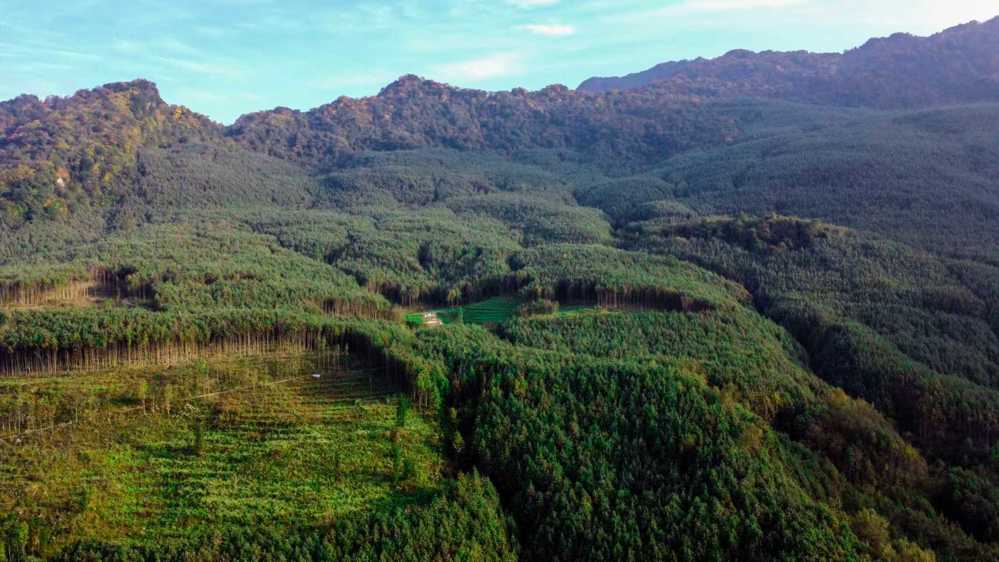 北川多样性的森林资源夯实绿色发展根基