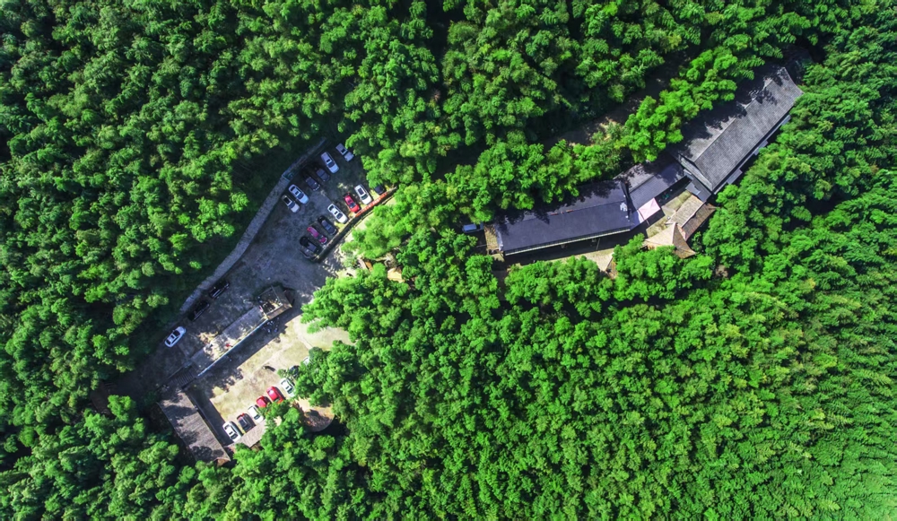 郁郁葱葱的擂鼓镇羌王竹海