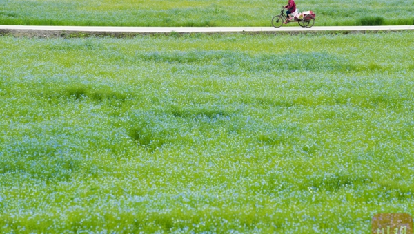 成都温江“蓝色秘境”走红 亚麻花海绘就春日浪漫