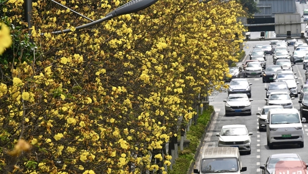 成都这条街被金黄花海承包 速来打卡“春日限定美景”