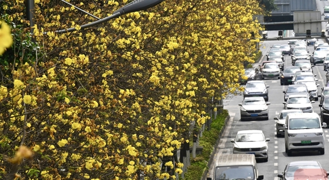 成都这条街被金黄花海承包 速来打卡“春日限定美景”