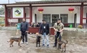 广元青川“7号猎友汇”开市， 冠军猎犬拍出1.8万元