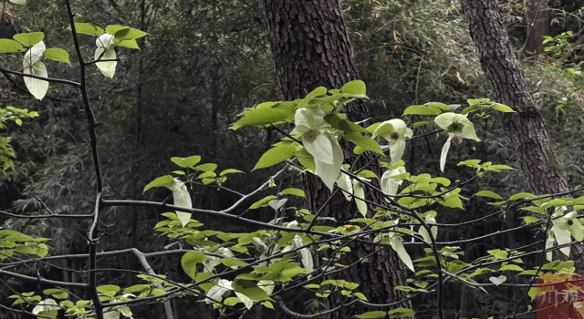 存活率仅1‰，6000万年“鸽子花”在成都又开花了