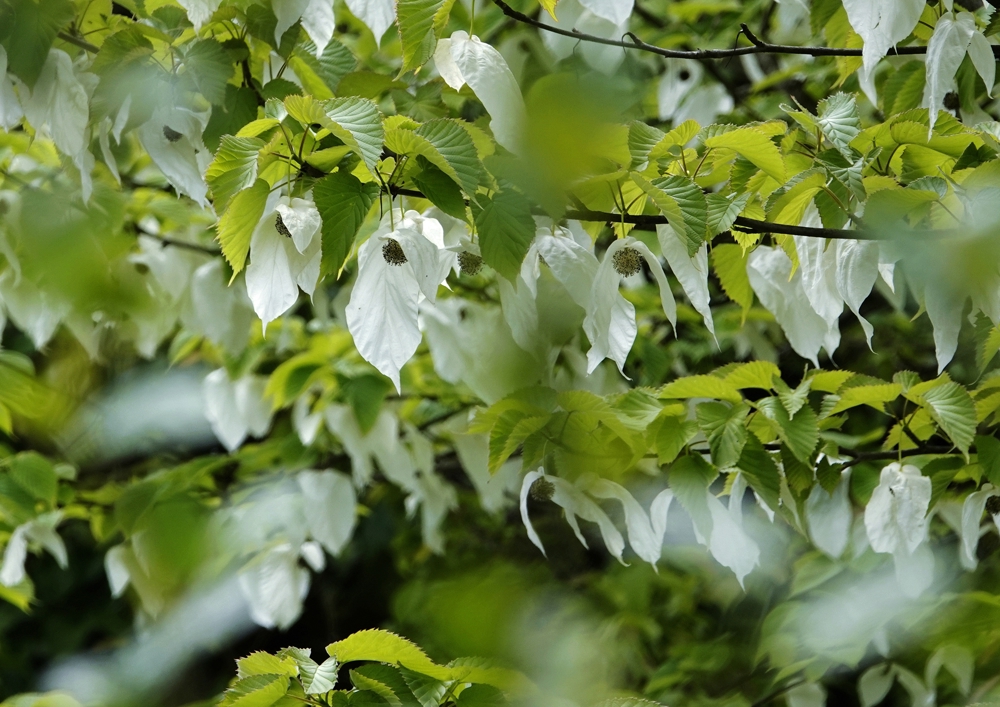 药丛山野生珙桐花