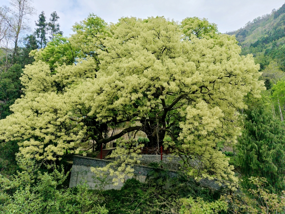 水晶镇百年珂楠古树开花