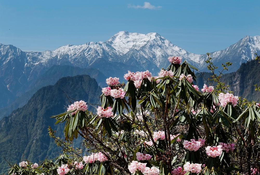 虎牙高山杜鹃花
