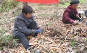 广元朝天区竹林搭起直播间，鲜笋出山促增收