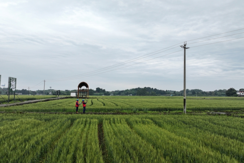 电力工人手持红外测温仪对线路进行巡视（苟华彬 摄）