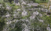 广元苍溪县绿水青山“引鹭”来