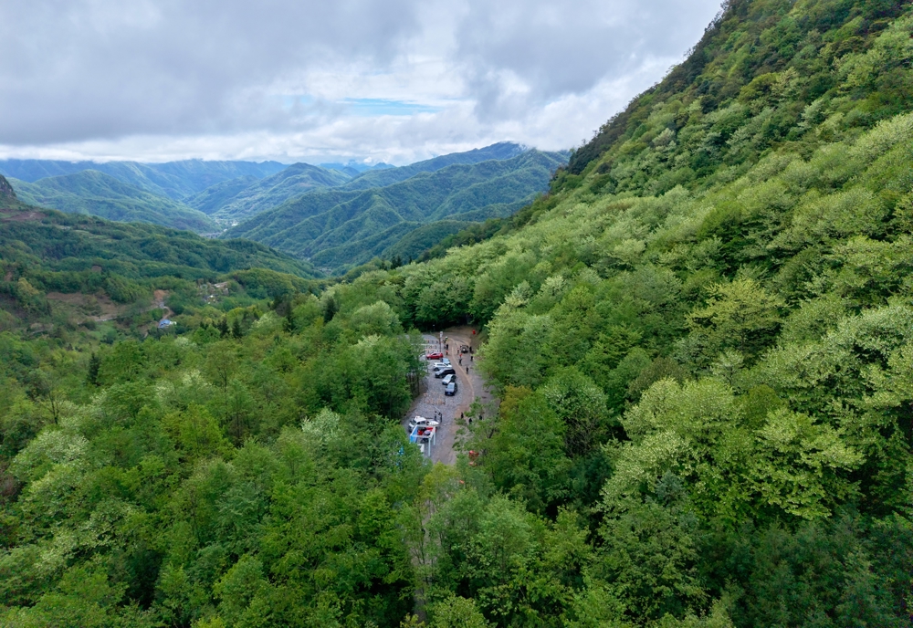 漫山遍野的珙桐花
