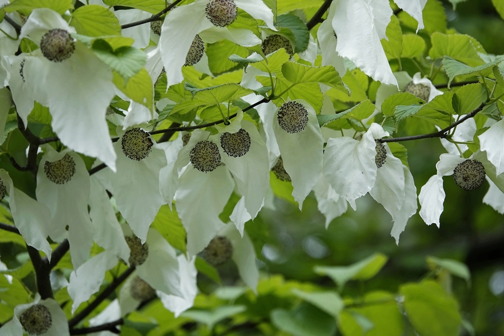 珙桐花绽放