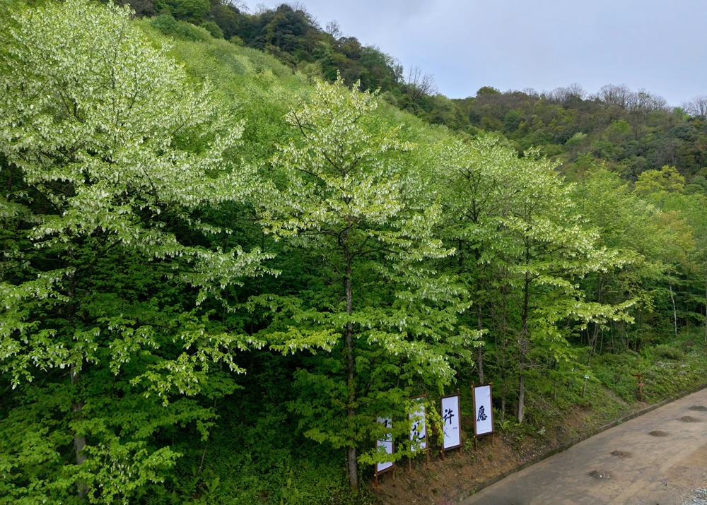 珙桐花迎来盛花期