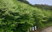 绵阳平武：药丛山万株珙桐花绽放 “鸽子花”舞动春日山林