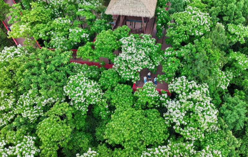 游客在仁寿禾加镇五龙山桐花谷赏花游玩&nbsp;潘帅摄