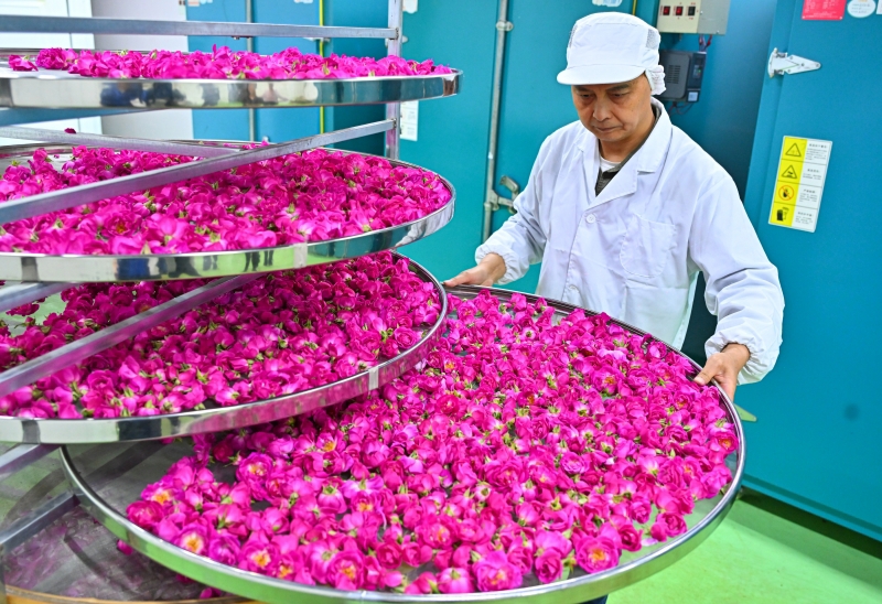仁寿藕塘镇飞龙村工人整理准备烘干的食用玫瑰花&nbsp;潘帅摄