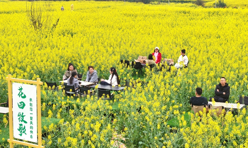 游客在仁寿青岗乡盘龙村油菜花海中赏花&nbsp;潘帅摄