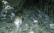 绵阳平武：野生豹与大熊猫接连“现身” 生态保护成效再添生动注脚