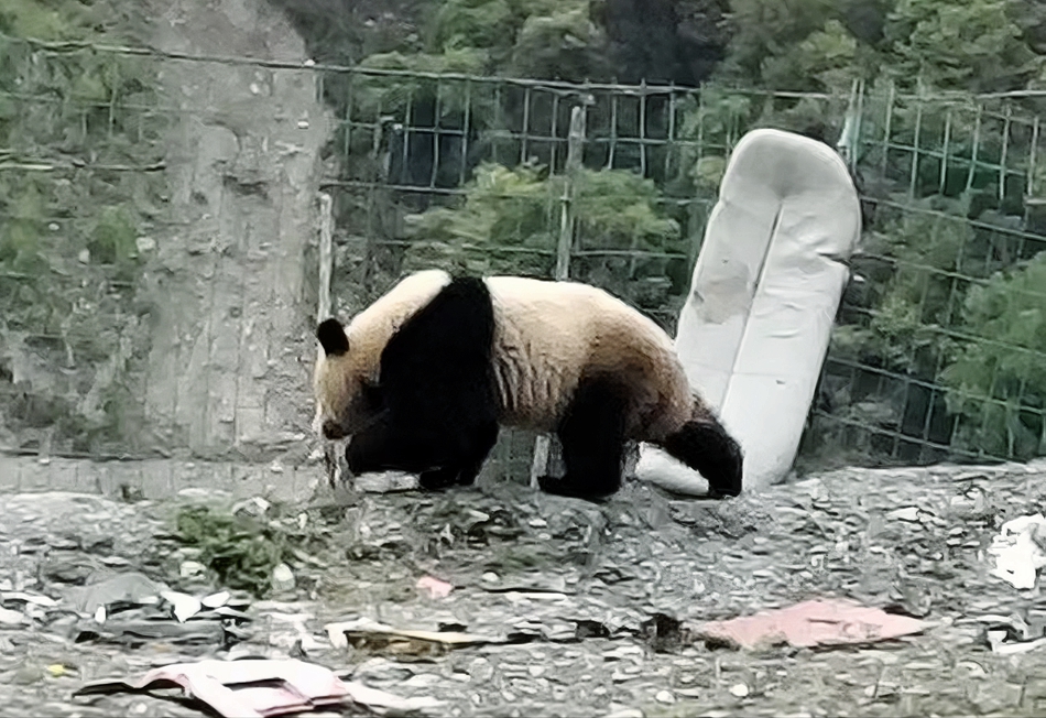 村民拍到野生大熊猫