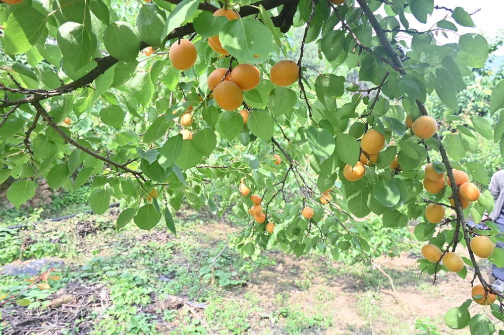 杏子缀满枝头