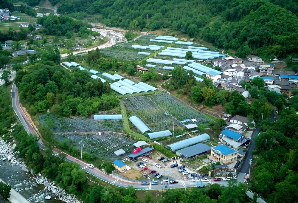 车厘子种植基地