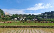 广元苍溪县陵江镇开展2026年助农双抢活动