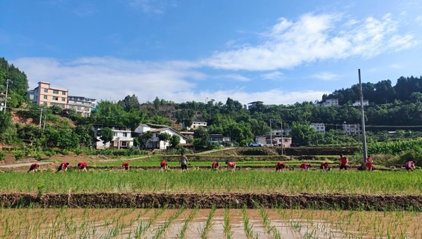 广元苍溪县陵江镇开展2026年助农双抢活动