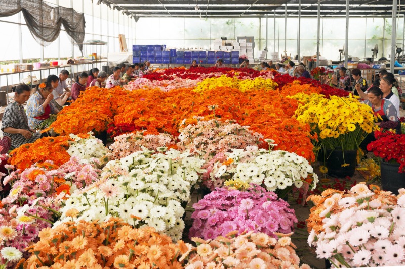 花农忙着分拣、打包鲜花（苟华彬摄）