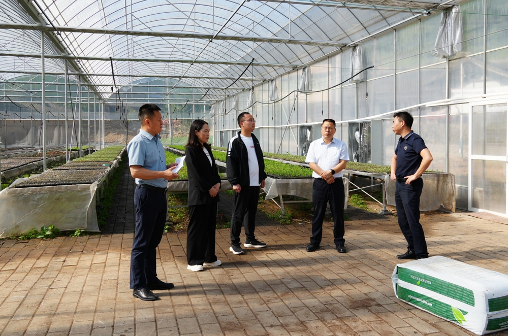 区高山露地蔬菜产业专班成员走进两河口镇蔬菜育苗基地调研