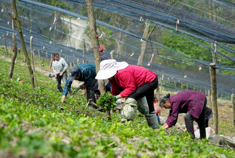 村民栽种黄连