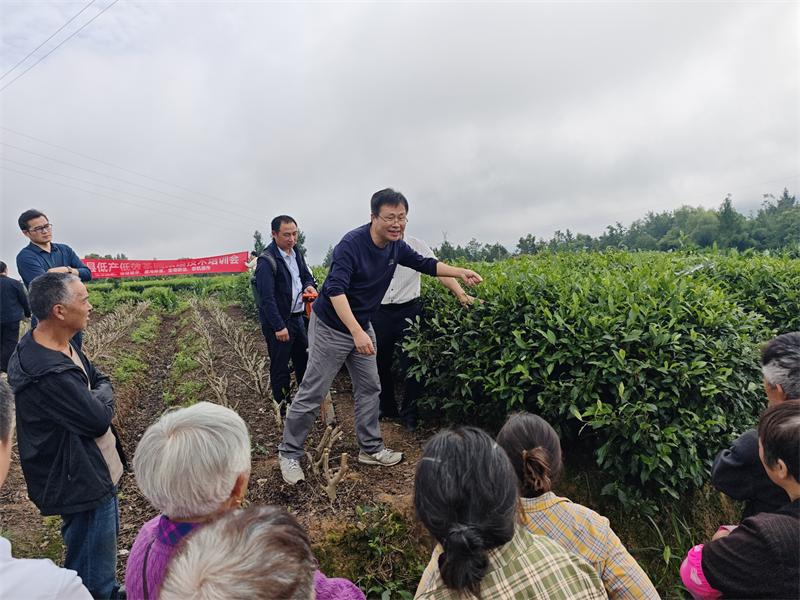 专家田间指导茶农茶园管护
