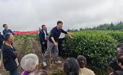 巴中平昌县深耕茶产业激活乡村振兴动能