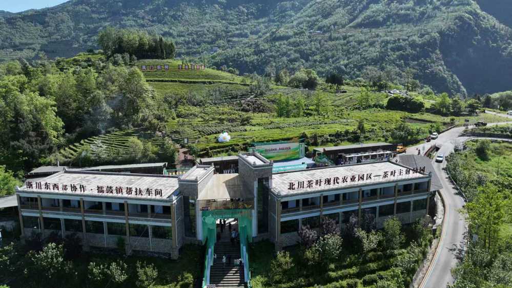 位于北川石椅羌寨乡村振兴先行区擂鼓镇盖头村的千亩苔子茶基地