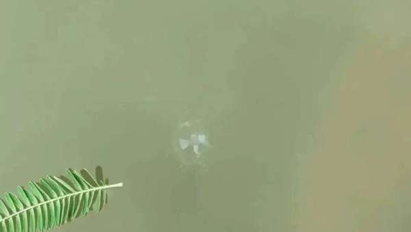 水质标尺上线！5.5亿年“水中活化石”现身达州开江