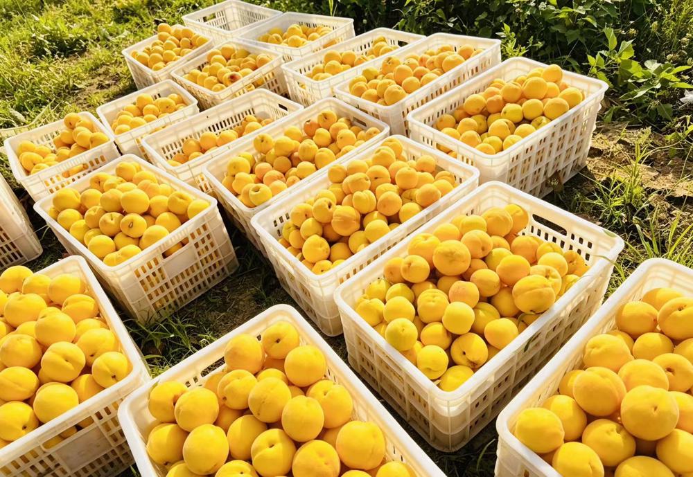 太公黄桃