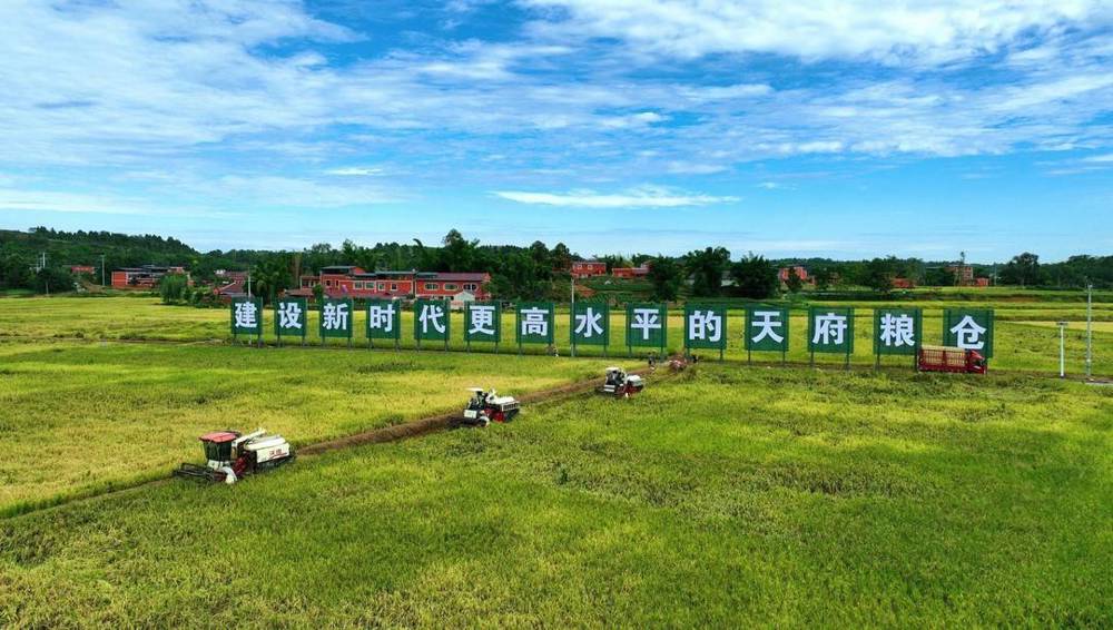 仁寿县凤凰山稻麦现代农业园区。潘帅 摄