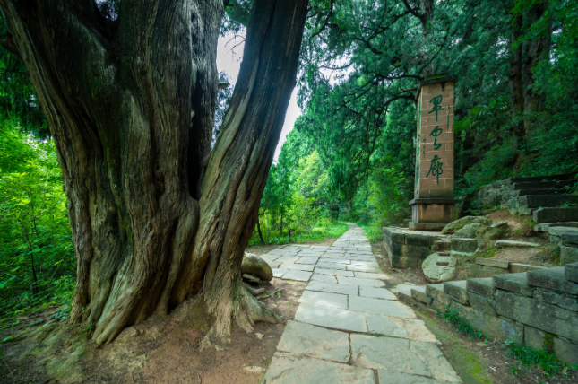 翠云廊。四川省文化和旅游厅供图